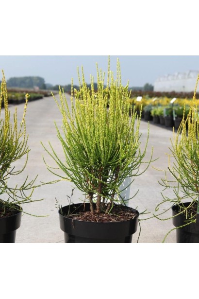 Саженец платикладус Фрэнки Бой